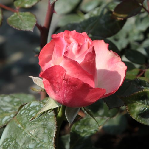 Rosa La Garçonne - blanco - rojo - Árbol de Rosas Híbrido de Té - rosal de pie alto- forma de corona de tallo recto